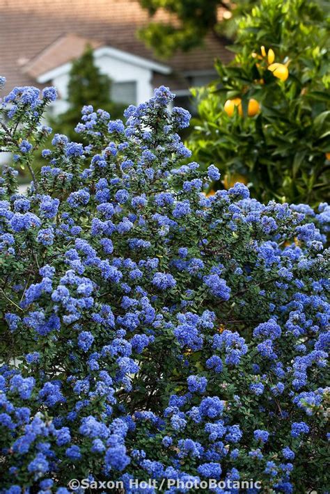 These drought tolerant plants make our gardens both beautiful and diverse. Blue flowering California Lilac shrub (Ceanothus 'Julia ...