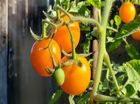 Buy Organic Sun Sugar Tomato Seeds Our Sun Sugar Tomato Seeds Are
