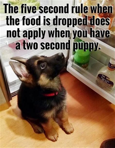 78 Funny Animals Pictures With Captions Will Boo You Animal Photos