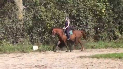 2015 Schooling Session Serenity Cantering Youtube