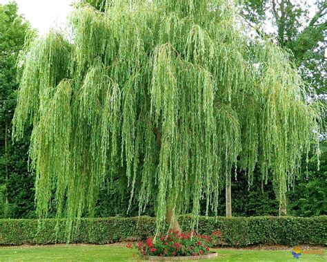 8 Weeping Willow Tree Cuttings Etsy Willow Trees Garden Weeping