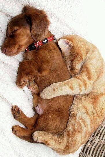 Cuddling Cat And Dog Pictures Photos And Images For Facebook Tumblr