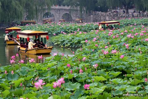 Lotus Flowers Blossom Across China Xinhua Englishnewscn