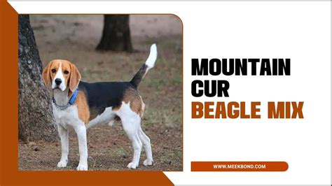 Mountain Cur Beagle Mix Discovering Adventure