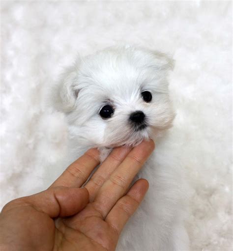 Tiny Teacup Maltese Puppy Iheartteacups