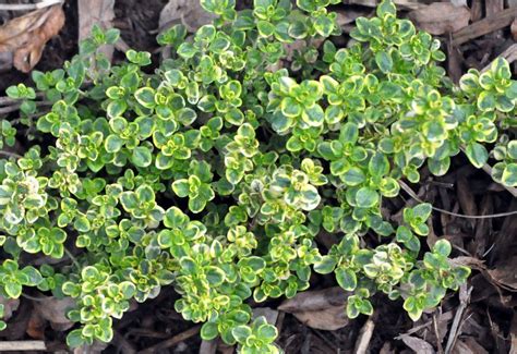 We did not find results for: My Favorite Herb :: Lemon Thyme | Ground cover, Ground ...