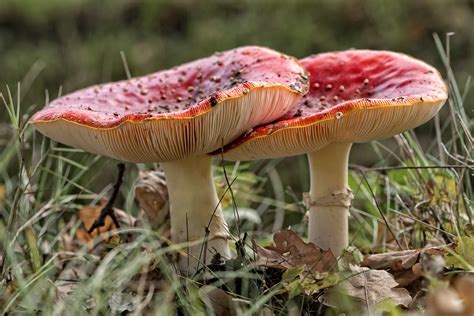 Red Fungus With White Spots Amanita Muscaria Commonly