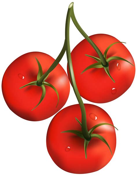 Tomato Clipart Free Download On Clipartmag