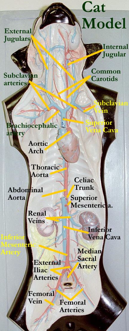 The major nerves and veins start in your neck and run the length of your arms, often into your hands. 30 Cat Veins And Arteries Diagram - Wiring Database 2020