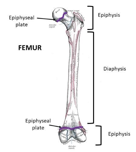 Long Bone Labeled Epiphyseal Plate Solved Long Bone Diagram Using The