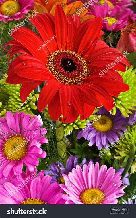 Check spelling or type a new query. Bunch Fresh Daisy Flowers Different Colors Stock Photo ...