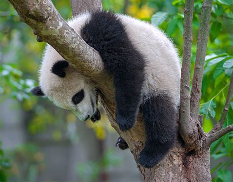 Sleeping Panda Stock Photos Pictures And Royalty Free Images Istock