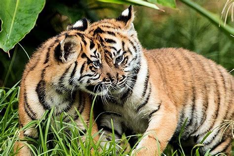 Sumatran Tiger Cubs Make Public Debut At Sydney Zoo India News