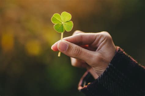 Why Four Leaf Clovers Are Considered Lucky Four Leaf