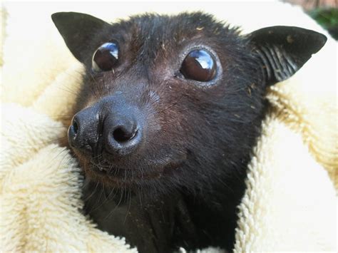 Baby Fruit Bat Bats Pinterest
