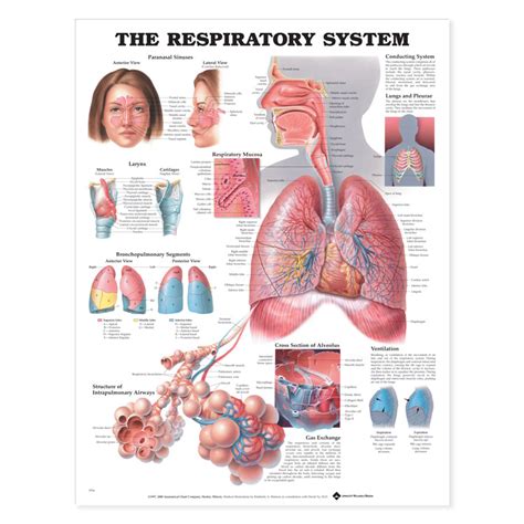 The Respiratory System 6066