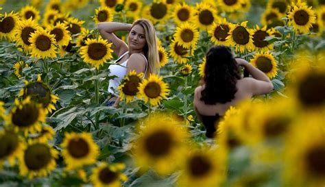 Gambar bunga matahari | siapa sihh yang tidak kenal dengan bunga idah yang satu ini, bunga matahari atau yang dikenal dalam bahasa inggris dengan nama sunflowers merupakan bunga yang. FOTO: Ketika Bunga Matahari Mekar Saat Musim Panas di ...