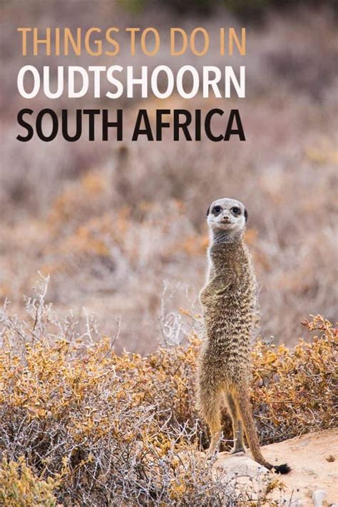 Meerkats Mountains And Caves In Oudtshoorn South Africa