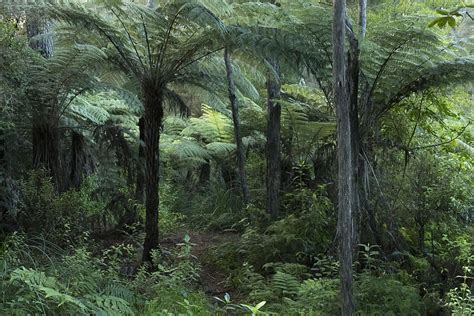 Hd Wallpaper Forest New Zealand Native Bush Tree Ferns Green