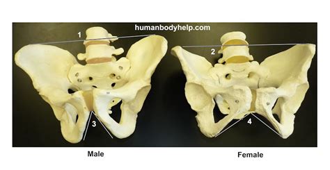 Differences between the male and female bony pelvis include the observations that female pelvic bones are typically thinner, smaller and lighter; Male vs. Female Pelvis - Human Body Help