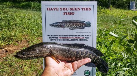 Snakehead Fish Alabama Fish Info