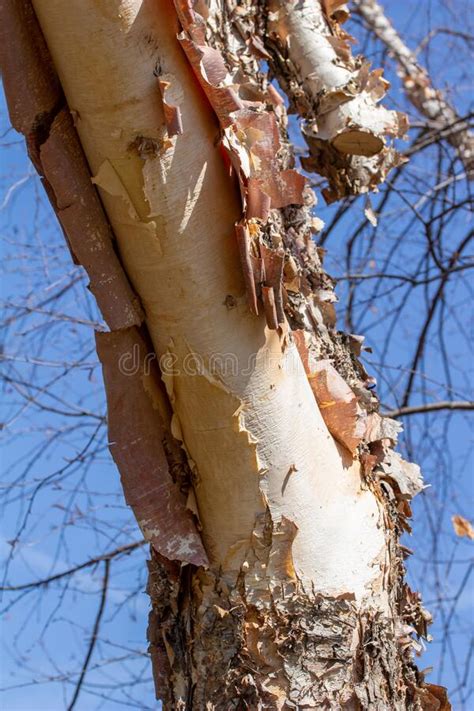 Torn And Peeling Bark On A River Birch Tree Stock Image Image Of Light Macro 216113815