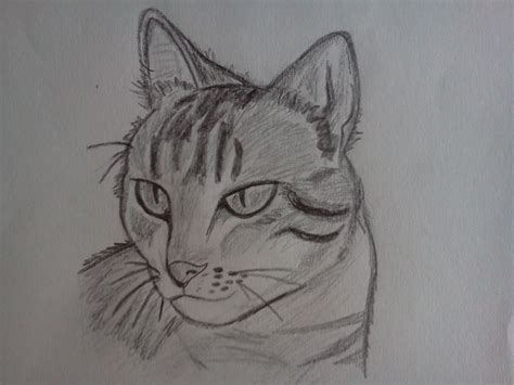 The 15 greatest anime cats of all time. Cat Sketch by Amypink2 on DeviantArt