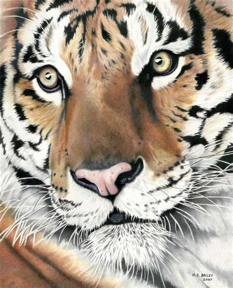 Amazing This Is Colored Pencil Tiger Color Pencil Art Tiger Art