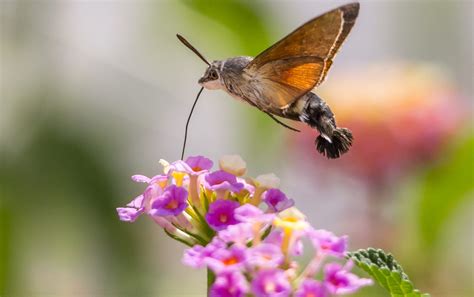 The Confusingly Enormous Hummingbird Hawk Moth That Looks Set To Become