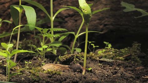 What sets apart this app from a standard pomodoro timer is the automatic reward of a grown tree at. Sycamore seedling growing time lapse filmed over 4 weeks ...