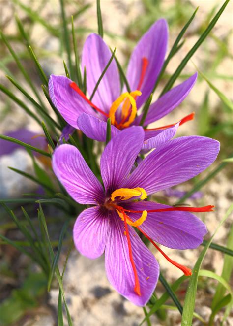 Saffron Plant Live Herb And Spice Plant Sow Exotic