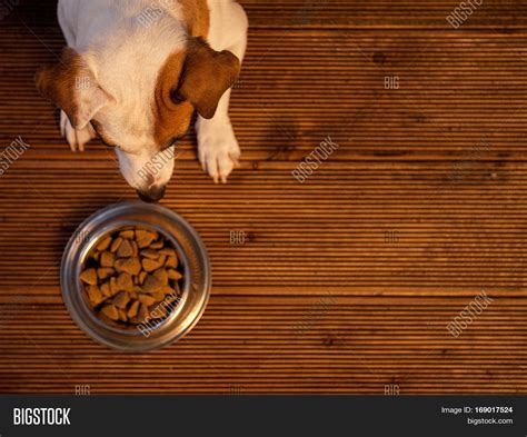 Pet Eating Food Dog Image And Photo Free Trial Bigstock