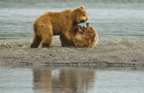 Two Brown Bear Cubs Wrestling In Alaska Stock Photo Download Image