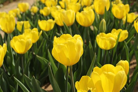 노란 꽃 노란 튤립 노란색 꽃에 관한 무료 스톡 사진