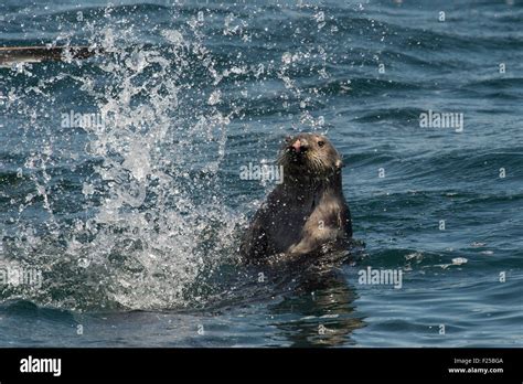 Southern Sea Otter Enhydra Lutris Nereis Splashing Also Known As California Sea Otter