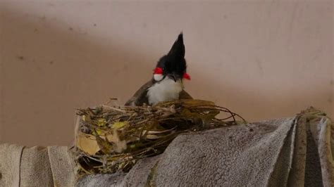 Bulbul Birds Build Nest Inside Home Youtube