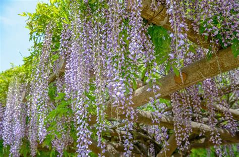 Sichtschutze sind nicht nur dekorative, sondern auch praktische hilfsmittel, um die privatsphäre in ihrem garten zu schützen. Sichtschutz - Blauregen - Franks kleiner Garten ...