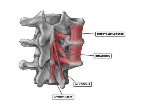 Crossfit Cervical Muscles Part 2