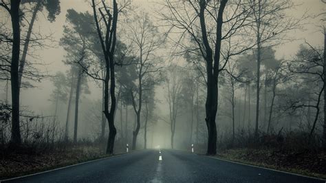 Forest Road Between Trees And Fog 4k Hd Nature Wallpapers Hd