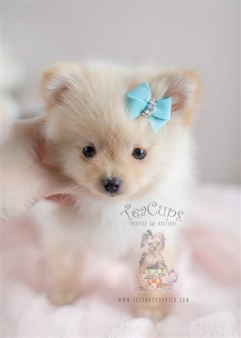 Find pomeranian puppies for sale and dogs for adoption. Teacup Pomeranian For Sale at South Florida | Teacups ...