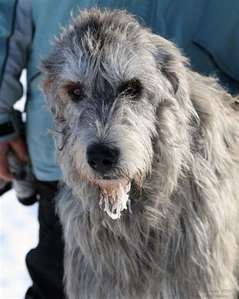 16 Historical Facts About Irish Wolfhounds You Might Not Know Page 2