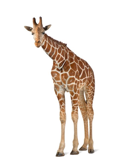 Premium Photo Somali Giraffe Commonly Known As Reticulated Giraffe
