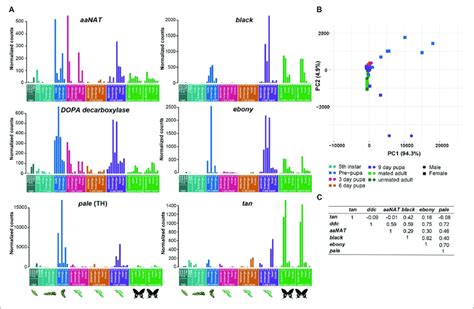 A Expression Of The Six Melanin Pathway Genes Across