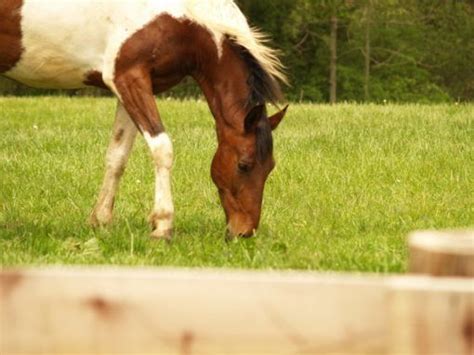 Symptoms of club foot in horses lameness impacts the standing or movement of your young horse Coping with Club Foot | Older horses, Horses, Horse love