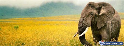 Examples of perfect facebook cover photos. Elephant 4 Animals Facebook Cover Maker Fbcoverlover.com