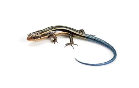Blue Tailed Skink Care Habitat Diet Size And More Tipos De Reptiles