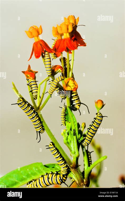 Monarch Butterfly Larva Danaus Plexippus Stock Photo Alamy