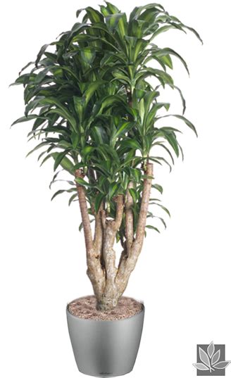 Download Office Plant Png Interior Plants Tree Png Png Image With No