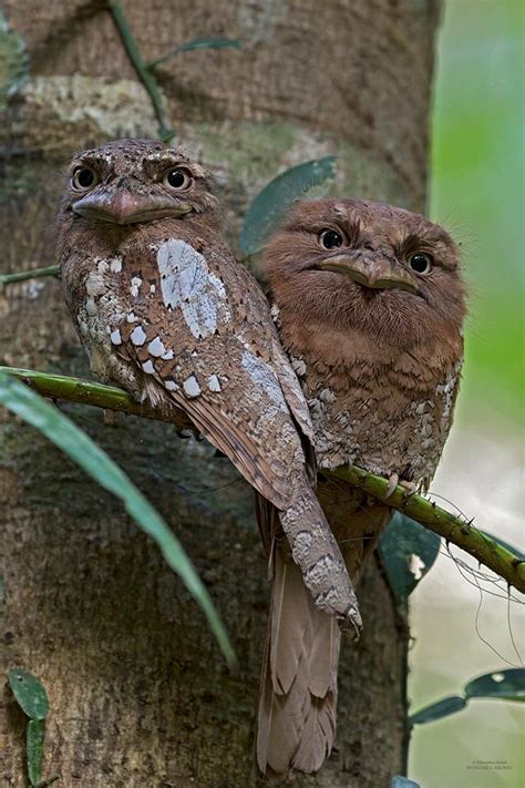 Sri lankan foreign minister dinesh gunawardena was the chief guest at the event. Srilankan Frogmouth | Birding South India