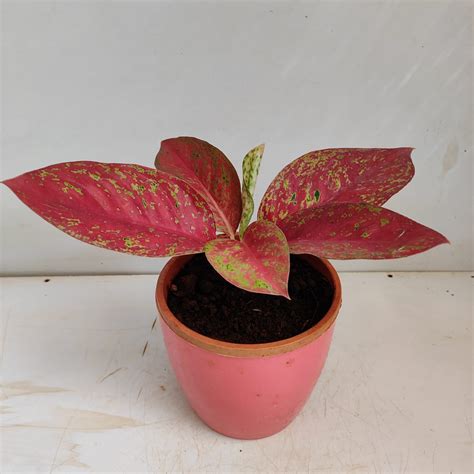 Aglaonema Red Gold Thai Hybrid Nurserybuy